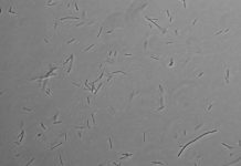 Research: Extremophiles found in residential water heaters —