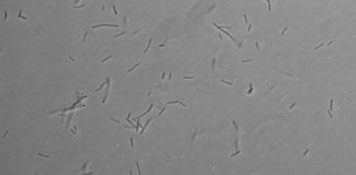 Research: Extremophiles found in residential water heaters —