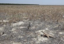 Research: Land no longer suitable for agriculture could be reclaimed as habitat for dozens of endangered species, according to a new analysis —