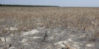 Research: Land no longer suitable for agriculture could be reclaimed as habitat for dozens of endangered species, according to a new analysis —