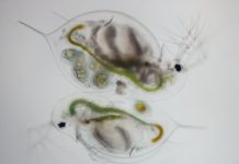 Research: Poisons or medicines? Cyanobacteria toxins protect tiny lake dwellers from parasites —