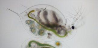 Research: Poisons or medicines? Cyanobacteria toxins protect tiny lake dwellers from parasites —