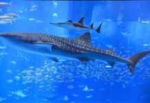 Research: Combination blood, tissue test reveals whale shark diets —