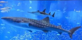 Research: Combination blood, tissue test reveals whale shark diets —
