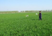 Research: Light sensor tools help growers make sense of nitrogen —