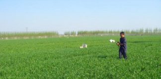 Research: Light sensor tools help growers make sense of nitrogen —