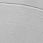 Study: A critical gel-like structure in the inner ear moves according to a sound’s frequency, researchers find — (Details)