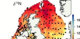 Research: Jellyfish map could be the future to protecting UK waters and fish —