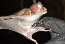 Research: Vampire bat venom could hold key to new medical treatments —