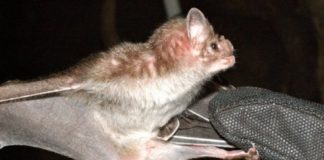 Research: Vampire bat venom could hold key to new medical treatments —