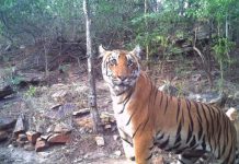 Research: Conservationists look at five human socioeconomic scenarios to better understand fate of endangered big cat —