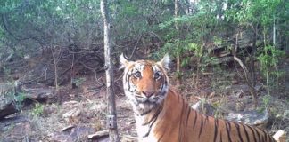 Research: Conservationists look at five human socioeconomic scenarios to better understand fate of endangered big cat —