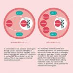 Study: Research reveals new blood cell mechanism which drives leukaemia growth — (Details)