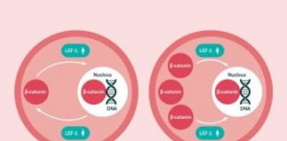 Study: Research reveals new blood cell mechanism which drives leukaemia growth — (Details)