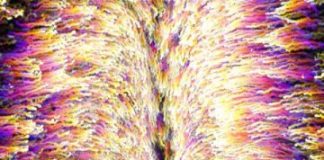 Study: How stem cells self-organize in the developing embryo — (Details)