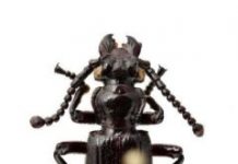 Research: Anatomical adaptations in egg, larva and adult appear to enable ant nest exploitation —