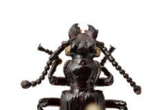 Research: Anatomical adaptations in egg, larva and adult appear to enable ant nest exploitation —