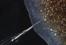 Research: Full carbonate chemistry at the site of calcification in a tropical coral —