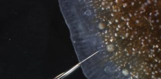 Research: Full carbonate chemistry at the site of calcification in a tropical coral —