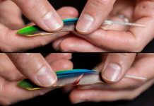 Tech: Better than Velcro? Engineers detail bird feather properties that could lead to better adhesives (and aerospace materials) — (Report)