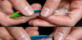 Tech: Better than Velcro? Engineers detail bird feather properties that could lead to better adhesives (and aerospace materials) — (Report)