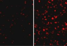 Research: Host and virus protein interaction —