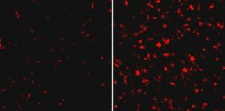 Research: Host and virus protein interaction —