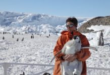 Research: New details of juvenile diving, foraging behaviors —