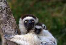 Research: More animal species under threat of extinction, new method shows —