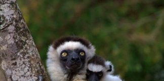 Research: More animal species under threat of extinction, new method shows —