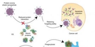 Study: Nanoparticle breakthrough in the fight against cancer — (Details)