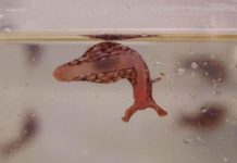 Research: Massive energy needed for nerve cells to keep ‘talking’ —