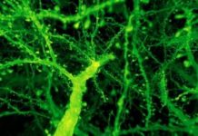 Research: How to rapidly image entire brains at nanoscale resolution —