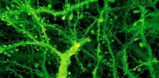 Research: How to rapidly image entire brains at nanoscale resolution —