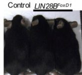 Research: Scientists accidentally engineer mice with unusually short and long tails —