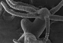 Research: Why do Hydra end up with just a single head? —