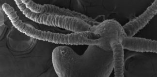 Research: Why do Hydra end up with just a single head? —