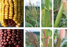 Research: Unraveling of 58-year-old corn gene mystery may have plant-breeding implications —