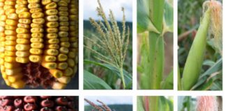 Research: Unraveling of 58-year-old corn gene mystery may have plant-breeding implications —