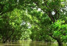 Research: Scientists call on governments to move away from short-term politically driven plans destroying mangrove habitats —