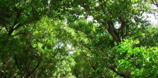 Research: Scientists call on governments to move away from short-term politically driven plans destroying mangrove habitats —
