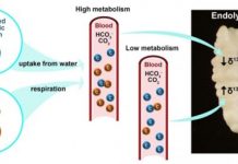 Research: Scientists discover natural fitness watch in fishes that records their activity levels —