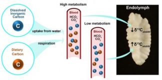 Research: Scientists discover natural fitness watch in fishes that records their activity levels —