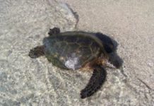 Research: At the limits of survival due human overexploitation —