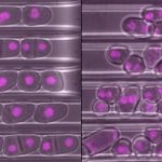 Study: Cells must keep their shape and proportions to successfully reproduce through cell division, research reveals — (Details)