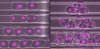 Study: Cells must keep their shape and proportions to successfully reproduce through cell division, research reveals — (Details)
