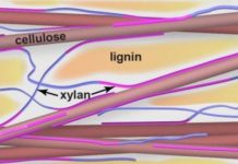 Tech: Scientists’ findings may improve biofuel production — (Report)