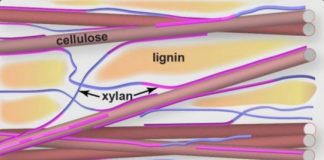Tech: Scientists’ findings may improve biofuel production — (Report)