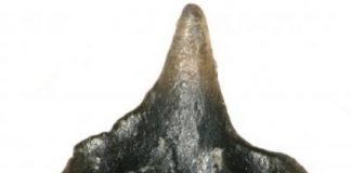 Research: Ancient carpet shark discovered with ‘spaceship-shaped’ teeth —
