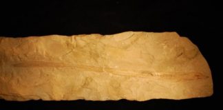 Research: Fossilized slime of 100-million-year-old hagfish shakes up vertebrate family tree —